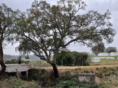 Vivenda 52 m² em Azinheira dos Barros (7570)